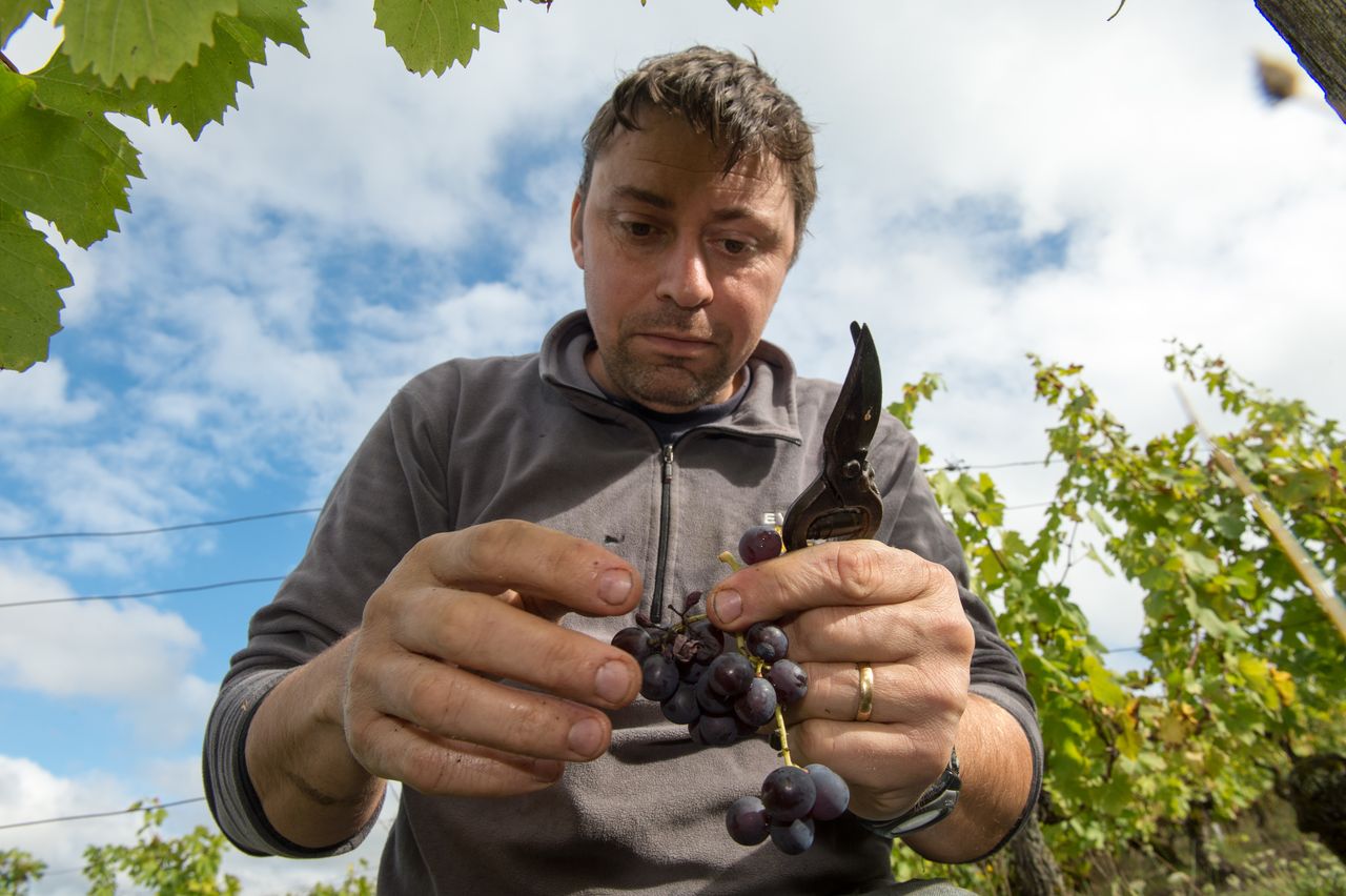 Vins Vigneron Anne & Emmanuel Houillon 8772